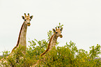 Angola-Giraffen