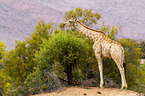 Angola-Giraffe