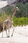 Angola-Giraffe