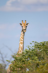 Angola-Giraffe