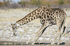 Angola-Giraffe