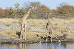 Angola-Giraffen