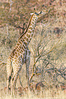 Angola-Giraffe