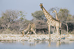 Angola-Giraffen