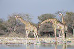 Angola-Giraffen