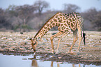 Angola-Giraffe