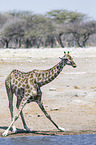 Angola-Giraffe