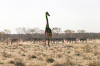 Angola-Giraffe