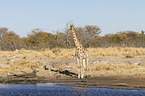 Angola-Giraffe