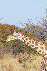 Angola-Giraffe