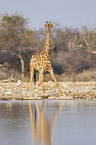 Angola-Giraffe