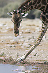 Angola-Giraffe
