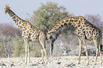 Angola-Giraffen