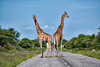 Angola-Giraffen