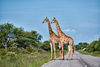 Angola-Giraffen