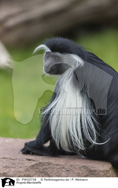 Angola-Mantelaffe / Angolan black-and-white colobus / PW-02738