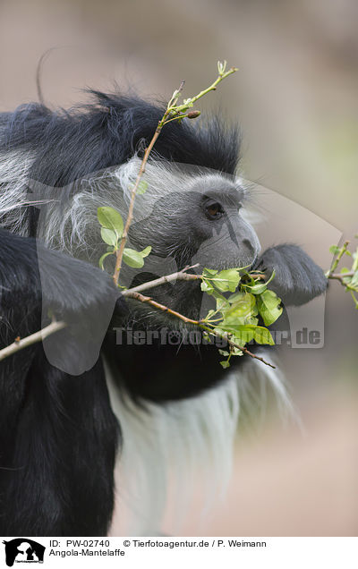 Angola-Mantelaffe / Angolan black-and-white colobus / PW-02740