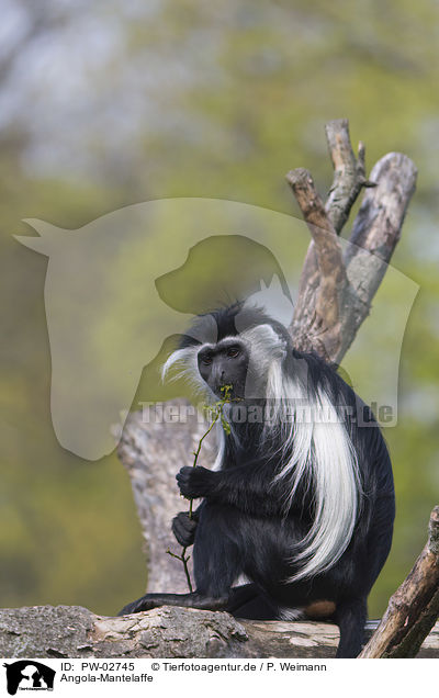 Angola-Mantelaffe / Angolan black-and-white colobus / PW-02745