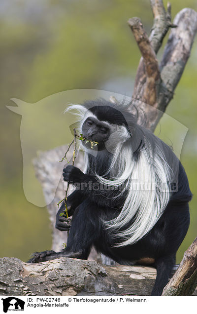 Angola-Mantelaffe / Angolan black-and-white colobus / PW-02746