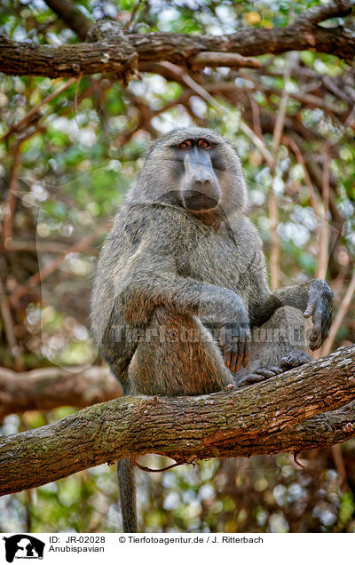 Anubispavian / Anubis baboon / JR-02028