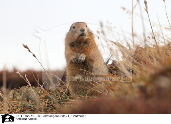 Arktischer Ziesel / Arctic ground squirrel / FF-02274