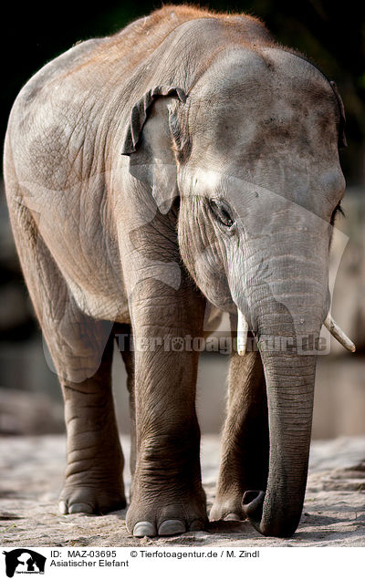 Asiatischer Elefant / asian elephant / MAZ-03695
