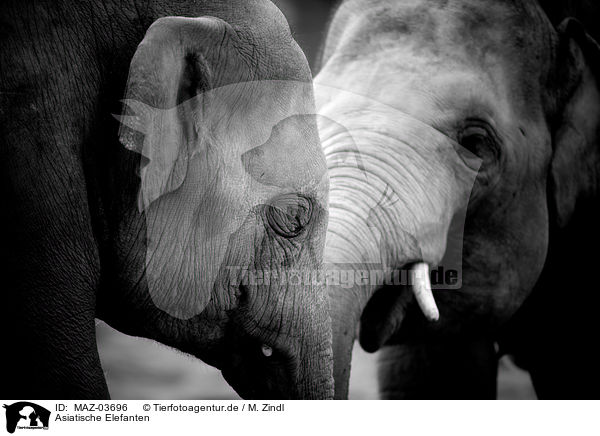 Asiatische Elefanten / MAZ-03696