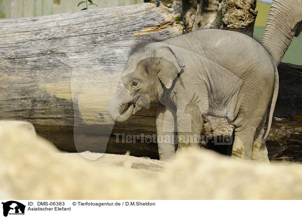 Asiatischer Elefant / DMS-06383