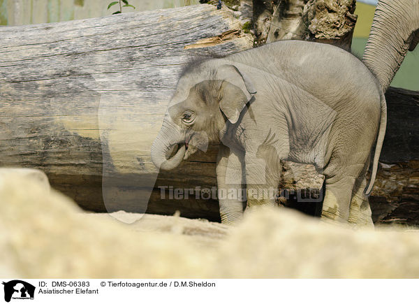 Asiatischer Elefant / asian elephant / DMS-06383