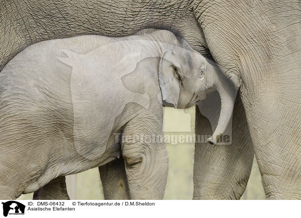 Asiatische Elefanten / DMS-06432