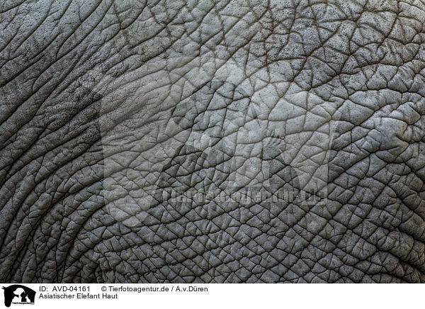 Asiatischer Elefant Haut / asian elephant skin / AVD-04161