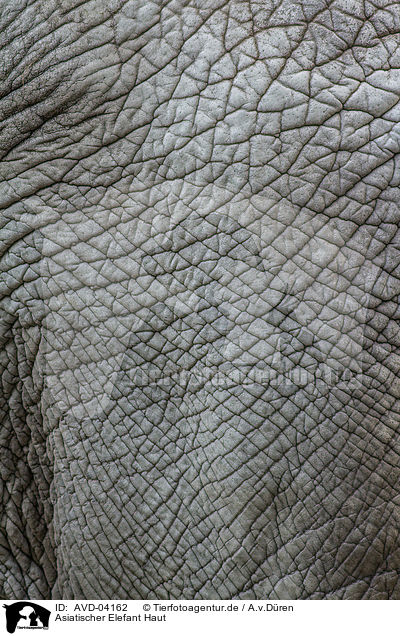 Asiatischer Elefant Haut / asian elephant skin / AVD-04162