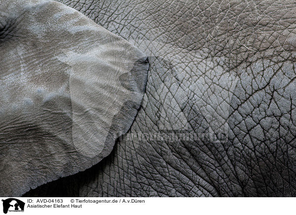 Asiatischer Elefant Haut / asian elephant skin / AVD-04163