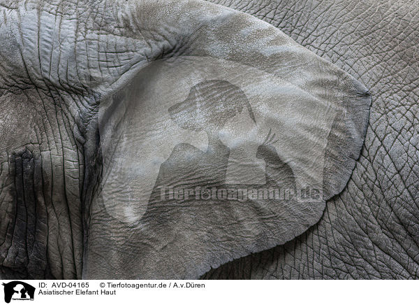 Asiatischer Elefant Haut / asian elephant skin / AVD-04165