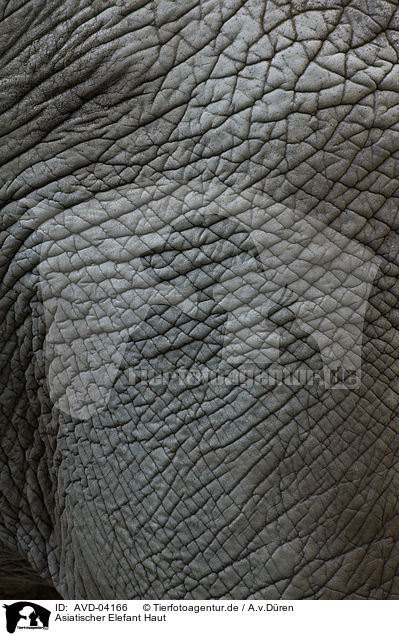 Asiatischer Elefant Haut / asian elephant skin / AVD-04166