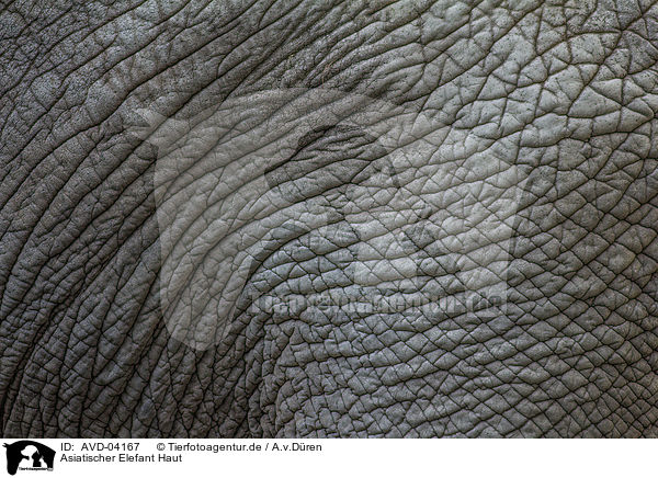 Asiatischer Elefant Haut / asian elephant skin / AVD-04167