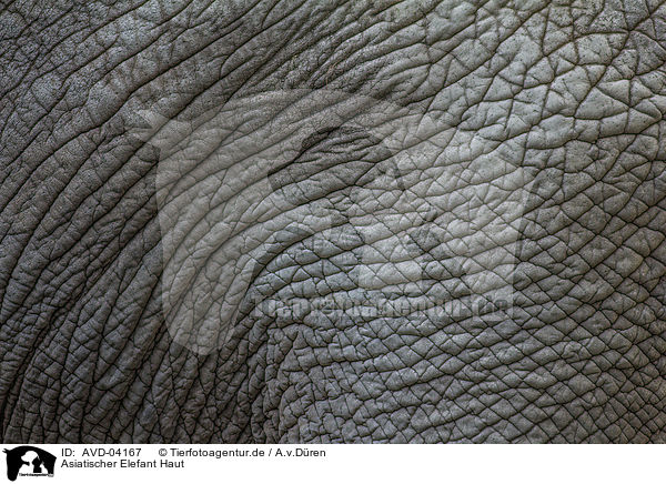 Asiatischer Elefant Haut / AVD-04167