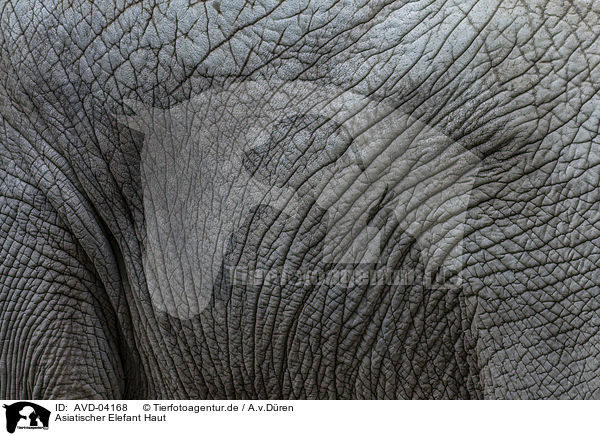 Asiatischer Elefant Haut / asian elephant skin / AVD-04168