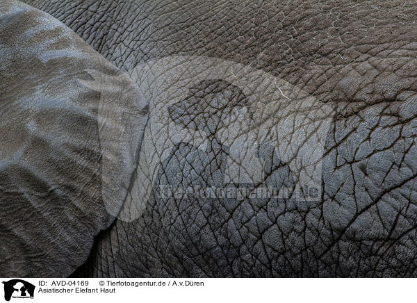 Asiatischer Elefant Haut / asian elephant skin / AVD-04169