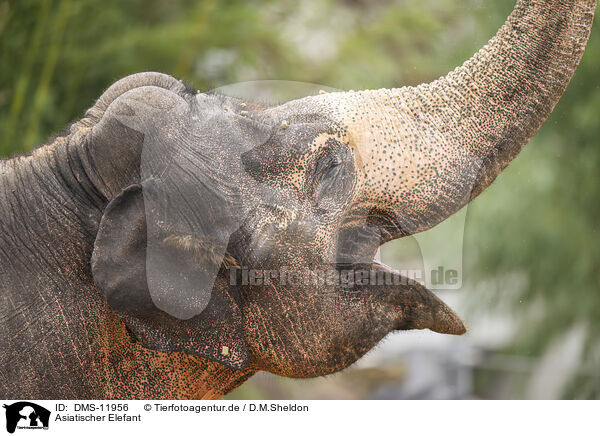 Asiatischer Elefant / Asian elephant / DMS-11956