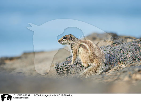 Atlashrnchen / Barbary ground squirrel / DMS-09292