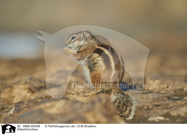 Atlashrnchen / Barbary ground squirrel / DMS-09296