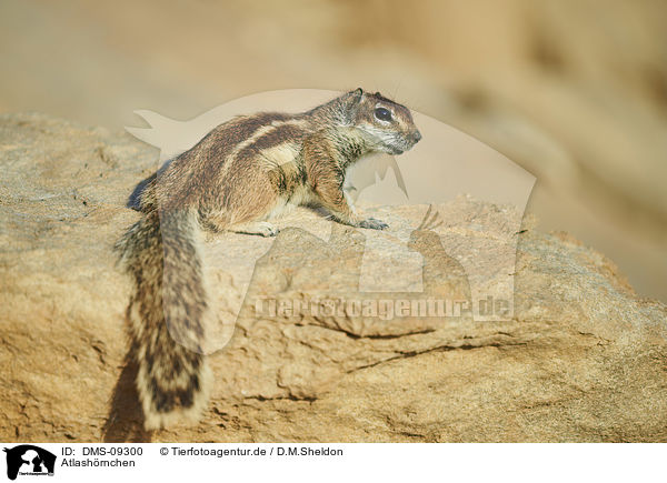 Atlashrnchen / Barbary ground squirrel / DMS-09300