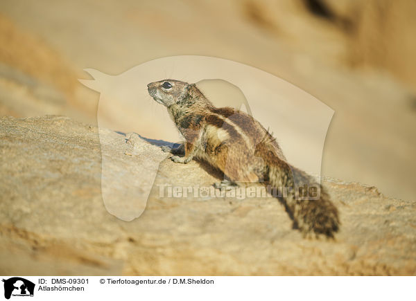 Atlashrnchen / Barbary ground squirrel / DMS-09301