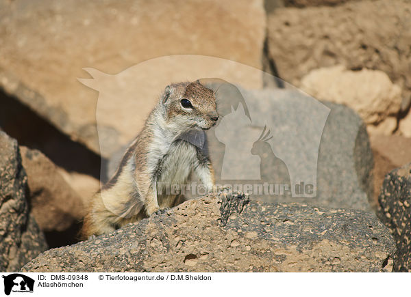Atlashrnchen / Barbary ground squirrel / DMS-09348