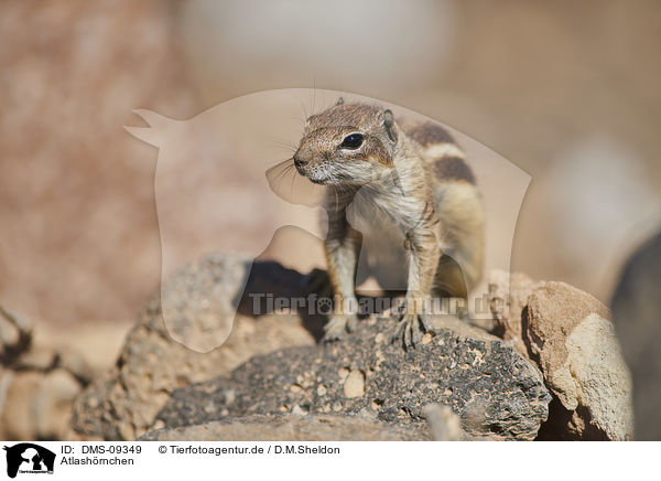 Atlashrnchen / Barbary ground squirrel / DMS-09349