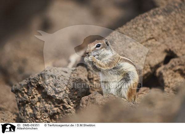 Atlashrnchen / Barbary ground squirrel / DMS-09351