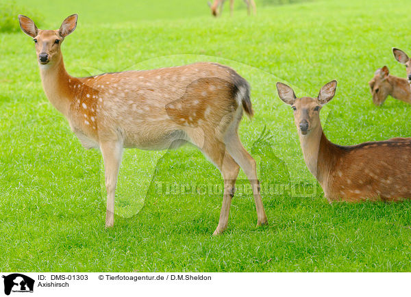 Axishirsch / spotted deer / DMS-01303