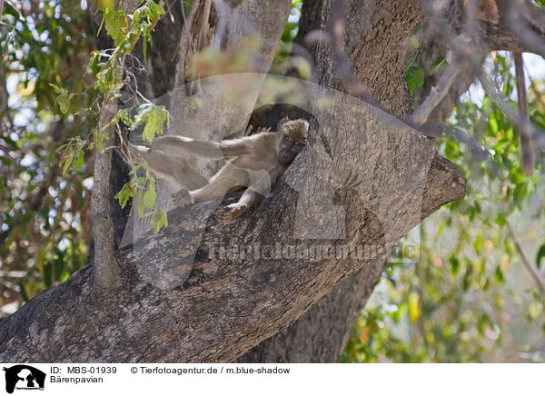 Brenpavian / chacma baboon / MBS-01939