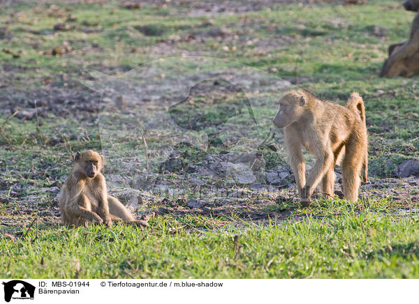 Brenpavian / chacma baboon / MBS-01944